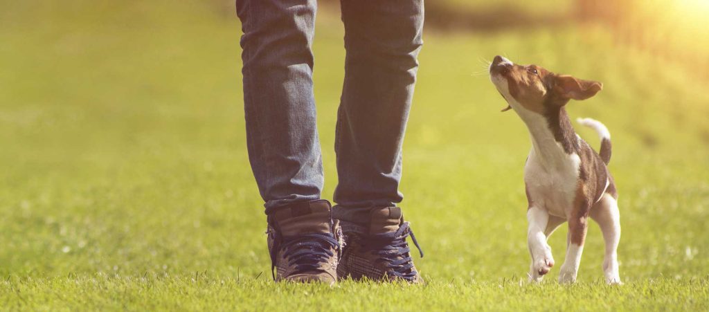 Beyond Sit and Stay The Art of Dog Training with a Pro